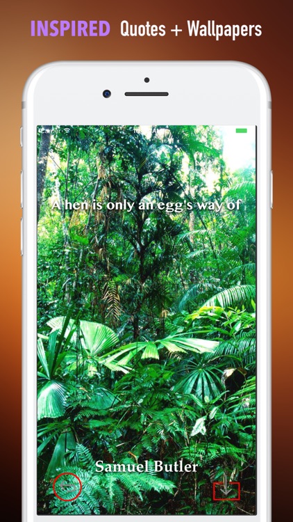 Tropical Rainforest Wallpapers HD- Art Pictures screenshot-4