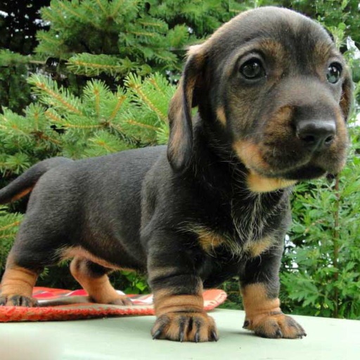 Wire Haired Dachshund Wire Haired Dachshund