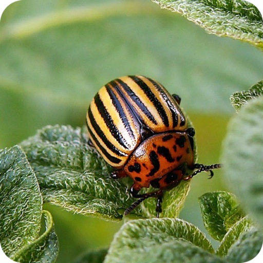 Insect pests