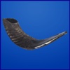 Shofars &amp; Trumpets