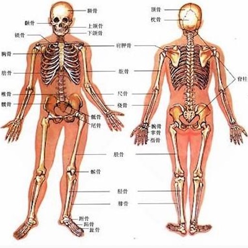 人类器官系统|人体骨骼构造大全/