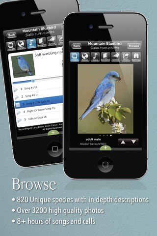 Audubon Bird Guide screenshot 2