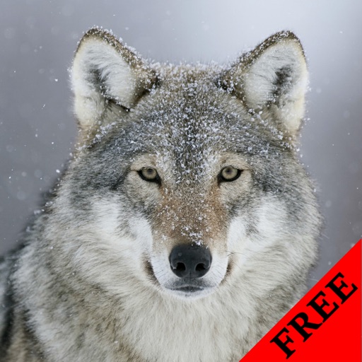 Wolf Video and Photo Galleries FREE icon