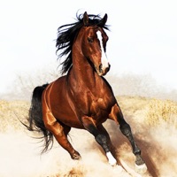 The Complete Horse & Pony Bible PC 용