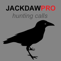 Jackdaw Calls for Hunting - BLUETOOTH COMPATIBLE