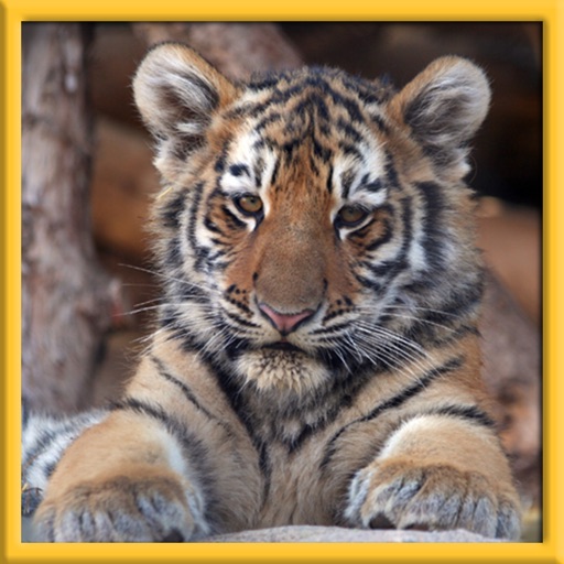 Ultimate Wild White Tiger Cub: Simulation Icon