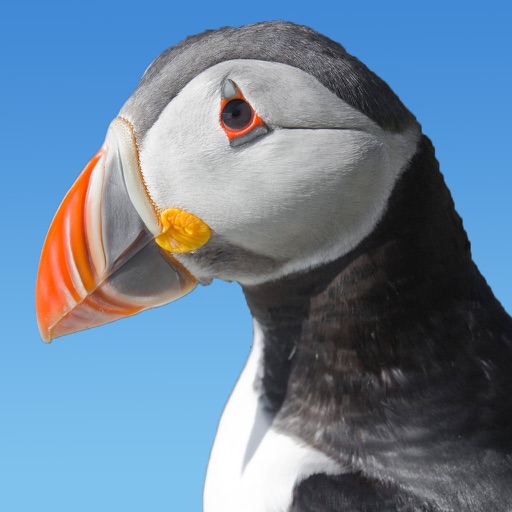 Fearne Island Puffin Icon