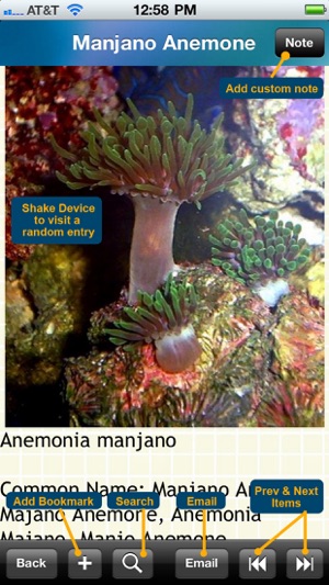 Encyclopedia of Sea Anemones(圖4)-速報App