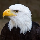 Eagle Calls - Great Bird Watching Sound Effects