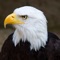 Eagle Calls - Great Bird Watching Sound Effects