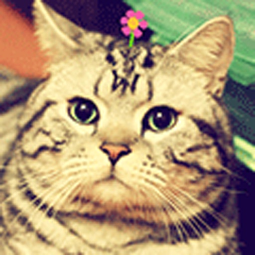 Lazy Cat Sticker icon