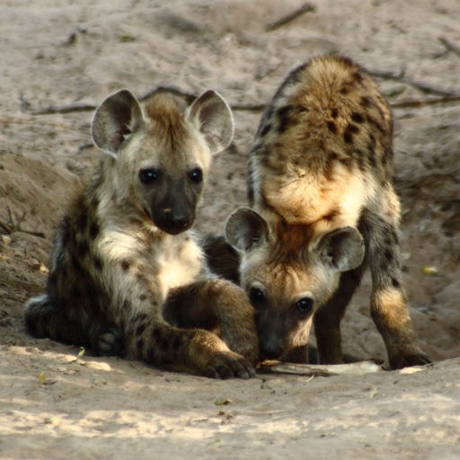 Hyena Sounds- High Quality Sound Effects From a Natural Predator icon