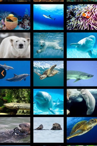 Shedd Aquarium Visitor Guide screenshot 4
