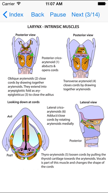 Anatomy Lectures and MCQs