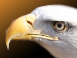 12 Wildelife stickers, with Turkeys, Eagles, Hawks, Coyote, and Prairie Dog