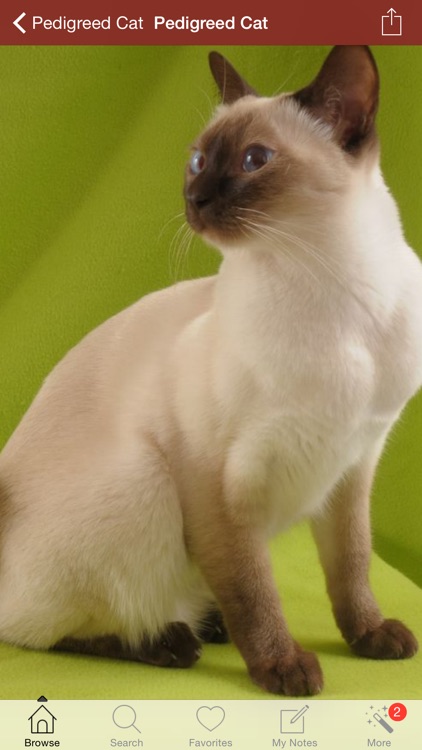 1,500 Cat Breeds plus Veterinarian