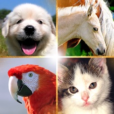 Activities of Cute Pets Slideshow & Wallpapers (HD)