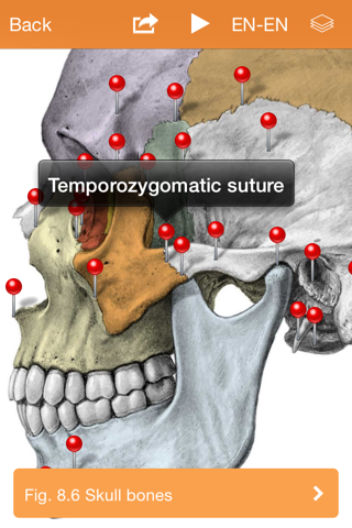 Sobotta Anatomy Atlas screenshot 3