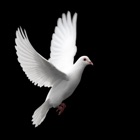 Top 49 Entertainment Apps Like Dove Calls - High Quality Sounds of Pigeon Birds - Best Alternatives
