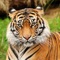 10,000+ Amazing Tiger Wallpapers HD