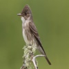 Flycatcher Bird Sounds and Ringtones Watchers