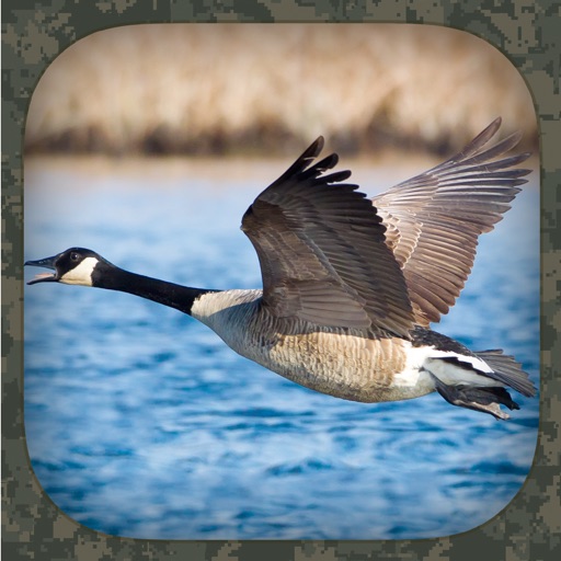 Goose Hunting Calls iOS App