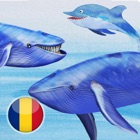 Balene si delfini