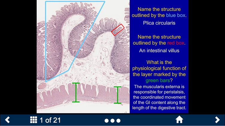 Histology – Gastrointestinal Tract