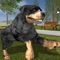 Do you have what it takes to train and care a Rottweiler 