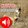 Coyote Hunting Calls & Sounds - Real Coyote Calls
