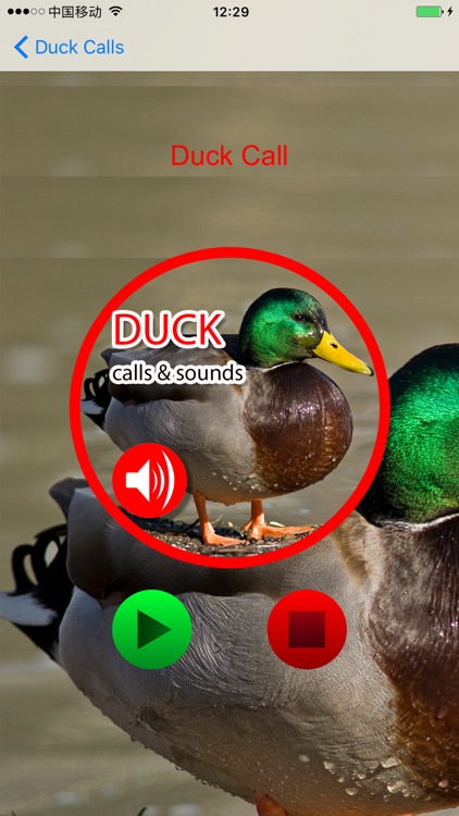 Duck Hunting Calls & Sounds - Real Duck Calls