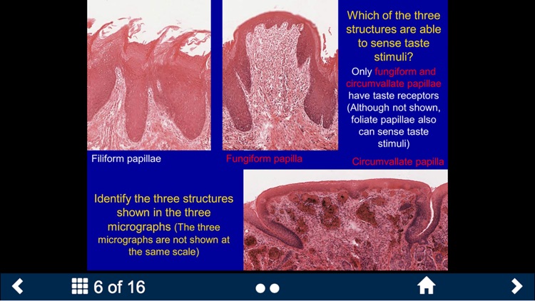 Histology – Gastrointestinal Tract