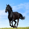 Horse Encyclopedia for iPhone