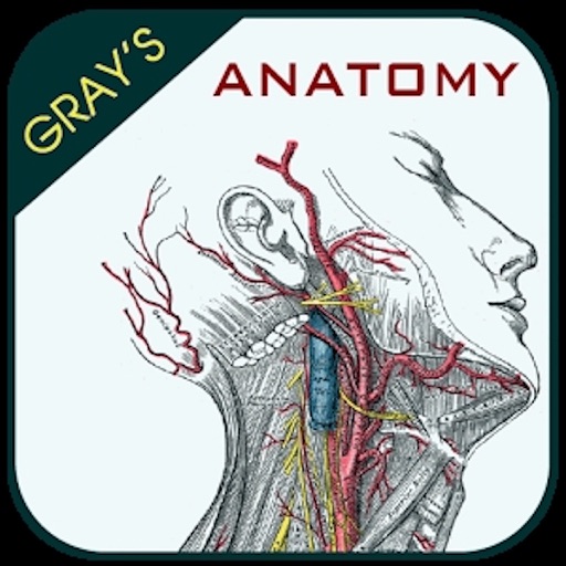 Gray's Anatomy - Atlas by SEStudio