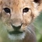 Kids Zoo Animal Photo Jigsaw Puzzles - Amazing and adorable game for toddlers, boys and girls