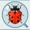 Adalia, Field Guide to Ladybugs of North America