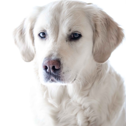 Golden Retriever: Dog Breed Guide iOS App