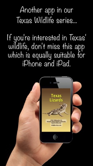 Texas Lizards – Guide to the Most Common