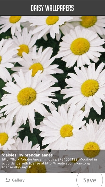 Daisy Wallpapers screenshot-3