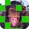 Ace Guess That Zoo Animal? - Free Educational Fun Puzzle Quiz