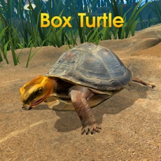 Activities of Box Turtle Simulator