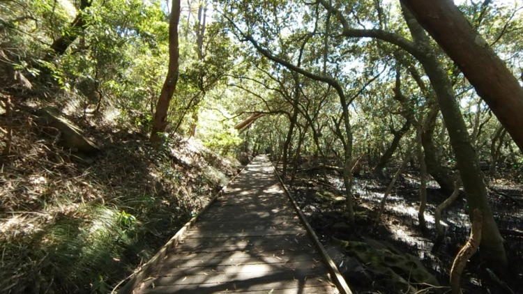 VR Bushwalk