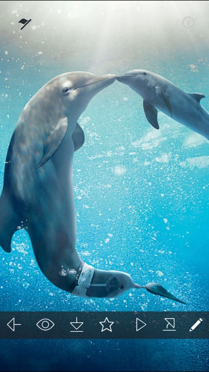 Sea Dolphin Live Wallpaper Apk Download for Android- Latest version 12.0-  com.SeaDolphinLiveWallpaper