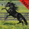 Horse Video and Photo Galleries FREE