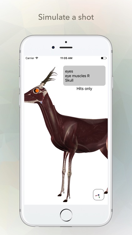 Deer Anatomy