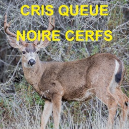 Criss Et Son De Cerfs à Queue Noire Pour Chasse