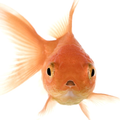 Talking Goldfish iOS App