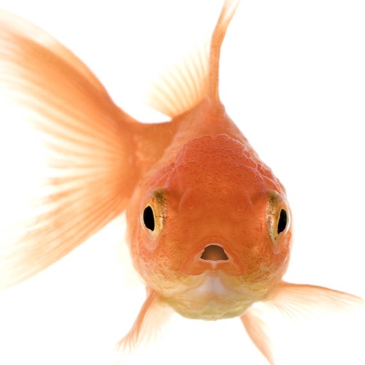 Talking Goldfish Icon