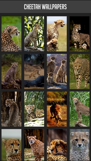 Cheetah Wallpapers