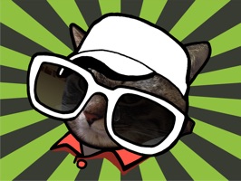 Korea Secret Cat, Bori~